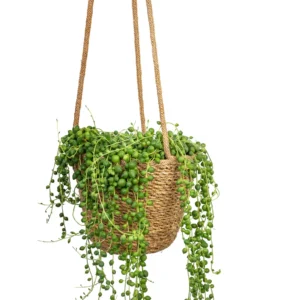String Of Pearls (موتیوں کی طرح لٹکی ہوئی بیل)