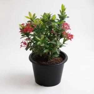 Ixora Dwarf (ایکسورا ڈوارف)
