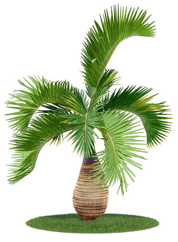 Bottle Palm (بوتل پام)