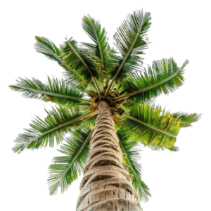 Cone Palm (کون پام)