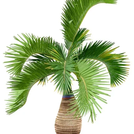 Bottle Palm Tree (بوتل پام)