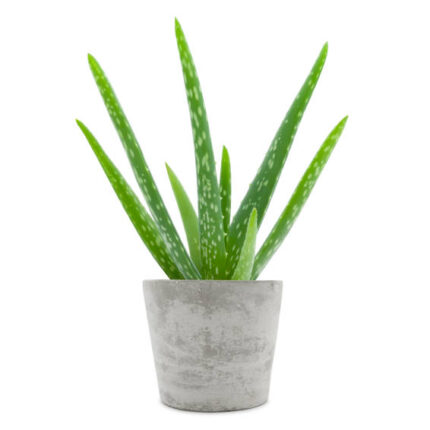 Aloe Vera (ایلویرا)
