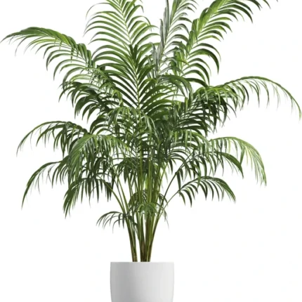 Areca Palm Tree (سجاوٹی پام)