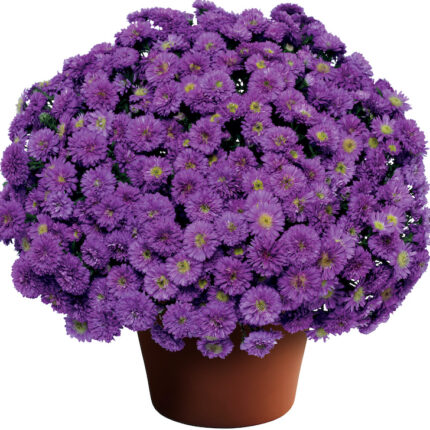 Asters (ایسٹر)