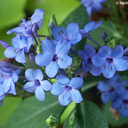 Blue Sage Tree (نیلی سیج)