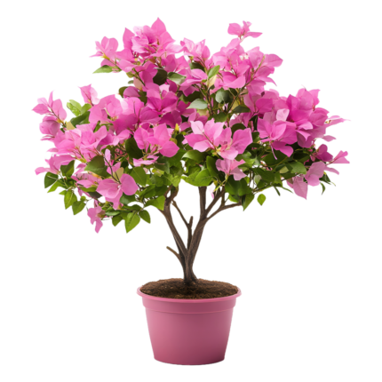 Bougainvillea (کاغذی پھول)