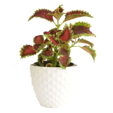 Coleus (کولیوس)