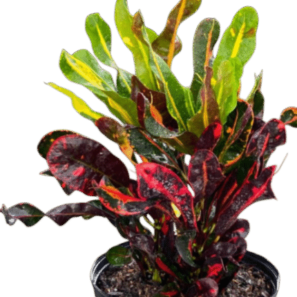 Croton (کروٹن)