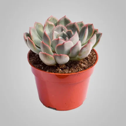 Echeveria (ایکیووریا)