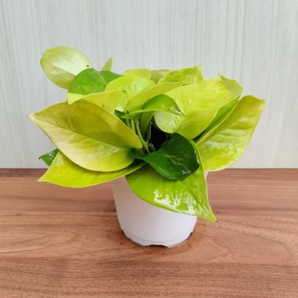 Golden Money Plant (گولڈن منی پودا)