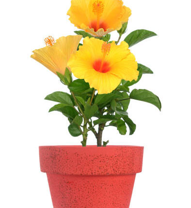 Hibiscus (ہبسکس)