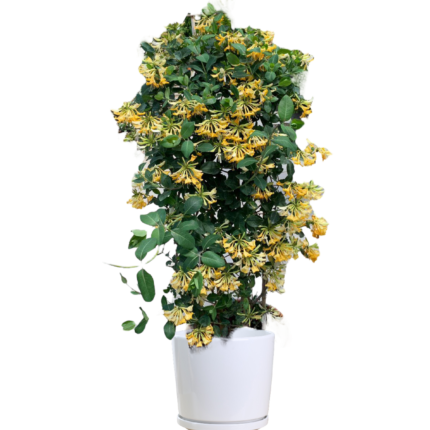 Honeysuckle (ہنی سکل)