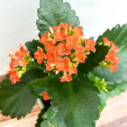 Kalanchoe (کلنکوی)