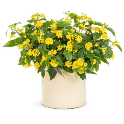 Lantana (لانٹانا)