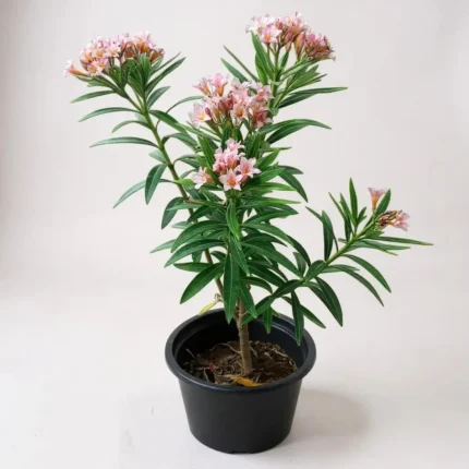 Oleander Dwarf Pink (اولیئنڈر ڈوارف پنک)