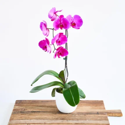 Orchids (آرکڈز)