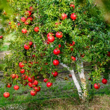 Pomegranate Tree (انار کا درخت)