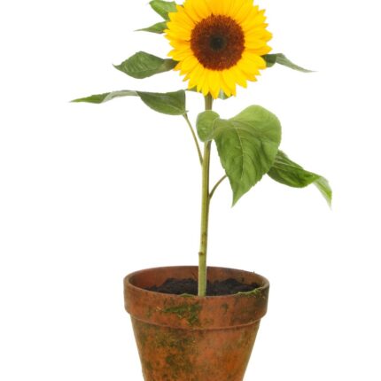 Sunflower (سورج مُکھی)