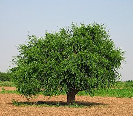 Tooth Brush Tree (مسواک کا درخت)