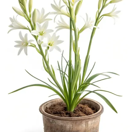 Tuberose (راجنِگندھا)