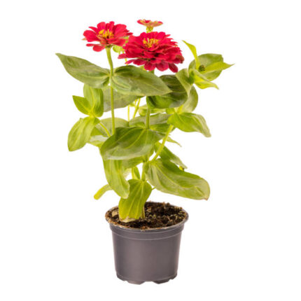 Zinnia (زینیا)