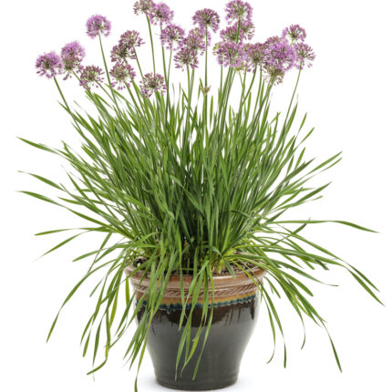 Alliums (آلئیمز)