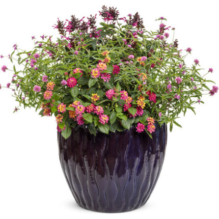 Globe Amaranth (گلوب امرانتھ)
