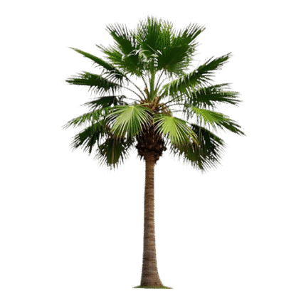 Bismarck Palm Tree (بسمارک پام)